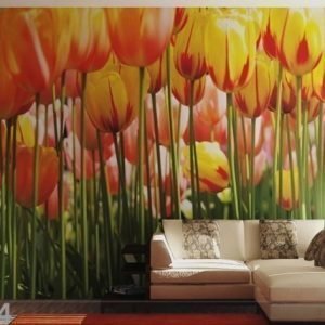 Ag Design Kuvatapetti Tulips 360x254 Cm