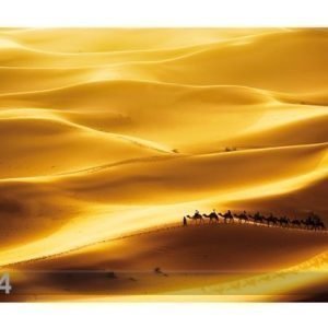 Bilder-Welten Kuvatapetti Golden Dunes 400x280cm