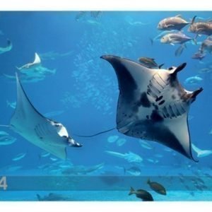 Bilder-Welten Kuvatapetti Manta Ray 400x280 Cm