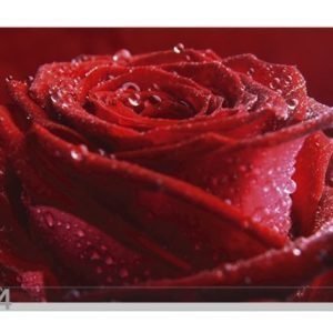 Bilder-Welten Kuvatapetti Proud Red Rose 400x280 Cm