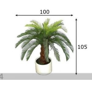 Da Koristekasvi Cycas 105 Cm