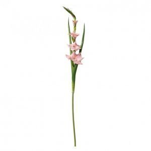 Gladiolus Pinkki 102cm