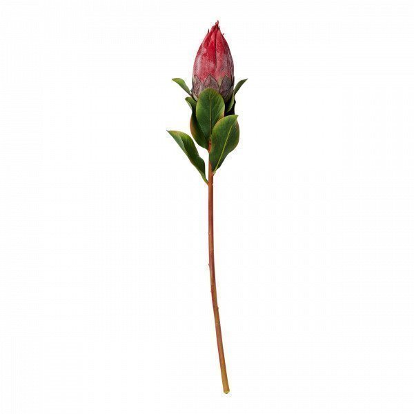 Hemtex Protea Bud Tekokukka Tummanpunainen 12x65 Cm