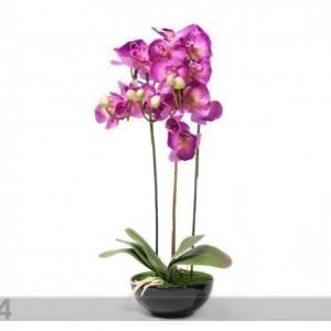Home4you Koristekasvi Vaaleanpunainen Orkidea 72 Cm