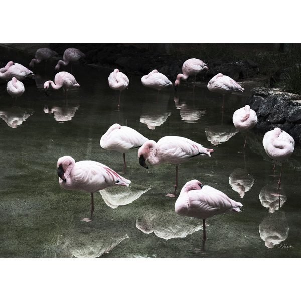 House Of Beatniks Flamingos Juliste 50x70 Cm
