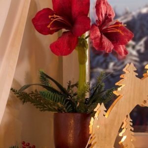 Igea Koristeamaryllis Punainen