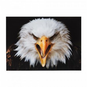 Jotex Eagle Juliste Valkoinen 70x50 Cm