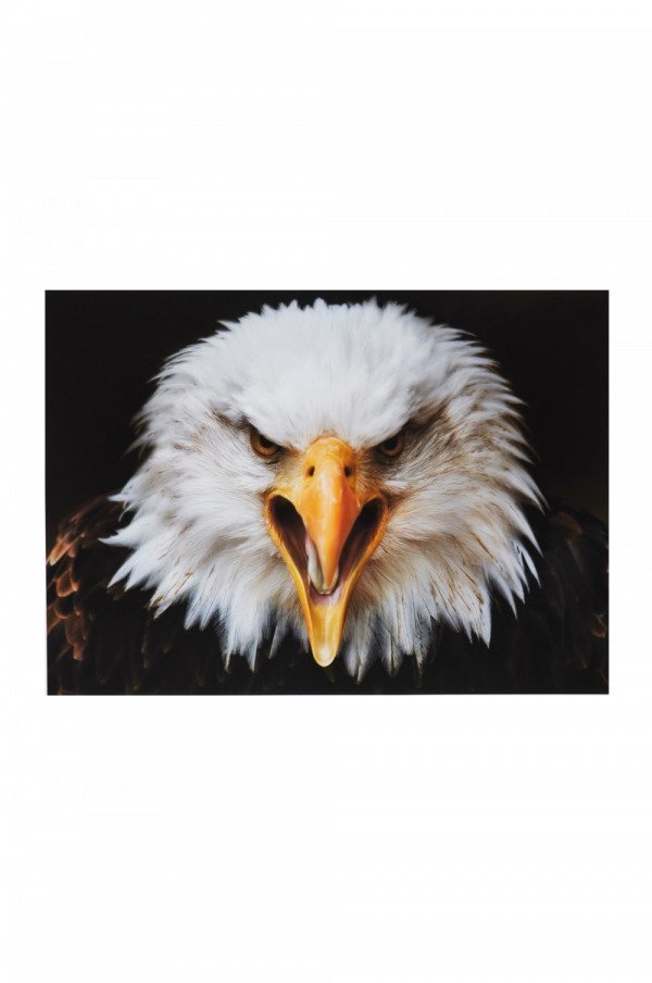 Jotex Eagle Juliste Valkoinen 70x50 Cm