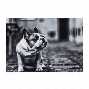 Jotex The Dog Juliste Musta 70x50 Cm