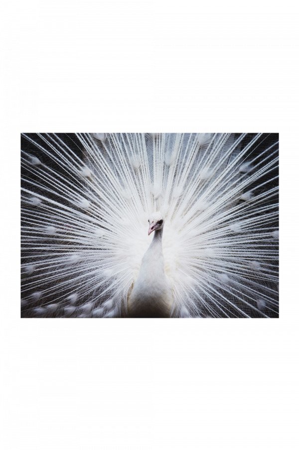 Jotex White Peacock Juliste Valkoinen 70x50 Cm