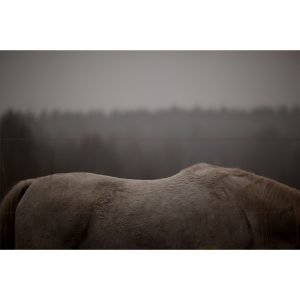 Kajsa Cramer Home White Horse Juliste