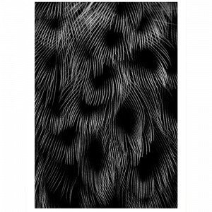 Kortkartellet Black Feathers Juliste 50x70 Monivärinen