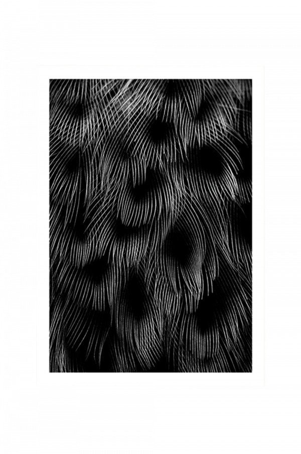 Kortkartellet Black Feathers Juliste 50x70 Monivärinen