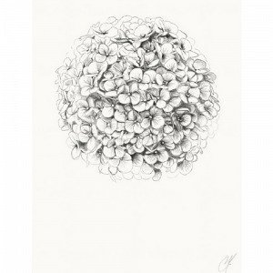 Kortkartellet Hydrangea Juliste 50x70 Monivärinen