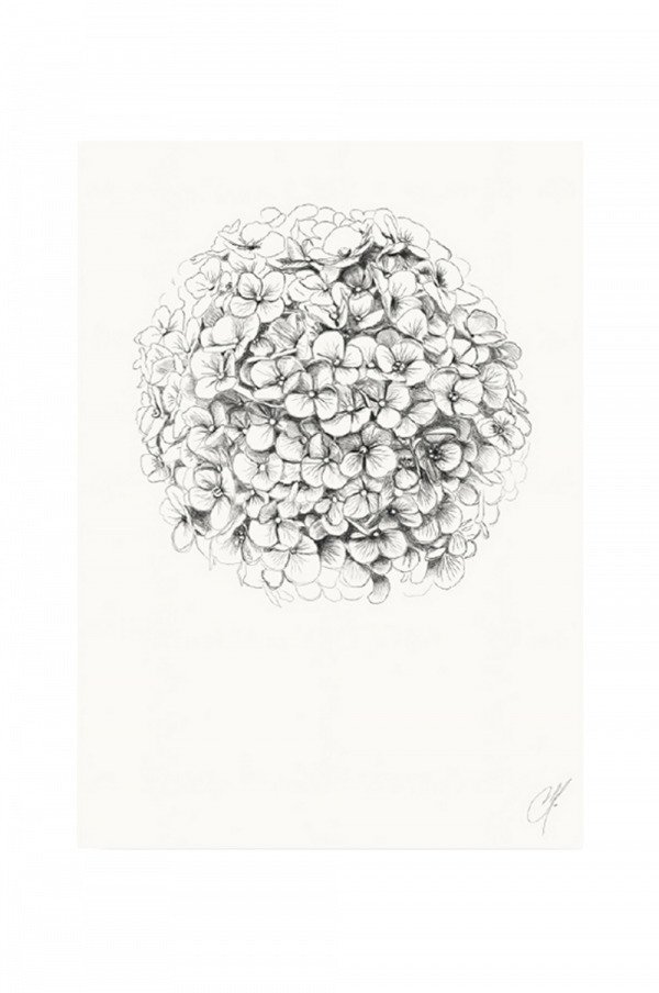 Kortkartellet Hydrangea Juliste 50x70 Monivärinen