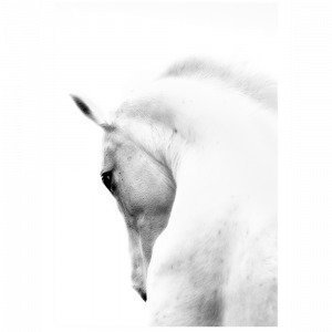 Kortkartellet White Horse 50x70 Juliste Monivärinen