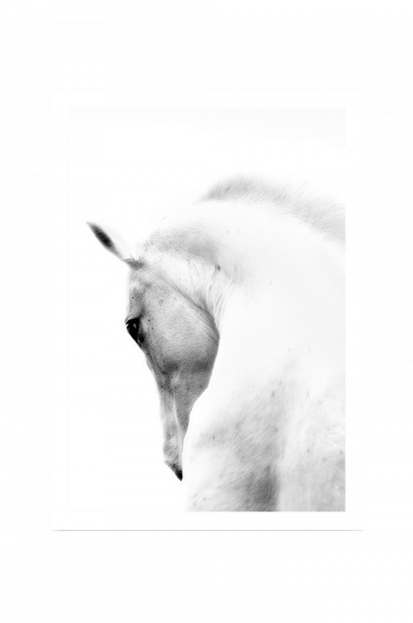 Kortkartellet White Horse 50x70 Juliste Monivärinen