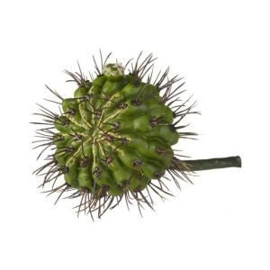 Lene Bjerre Sisustuskasvi Kaktus 17 cm