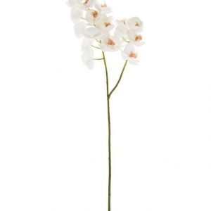 Lene Bjerre Sisustuskukka Orkidea