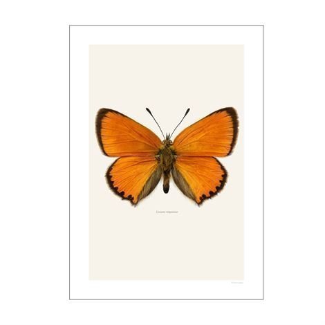 Liljebergs Liljebergin Makrovalokuva 40x50 cm Lycaena Virgaureae