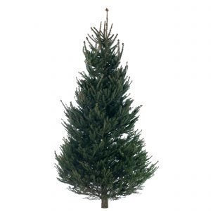 Metsäkuusi Picea Abies Joulukuusi 175-250 Cm