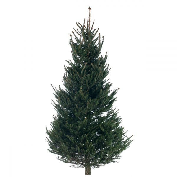 Metsäkuusi Picea Abies Joulukuusi 175-250 Cm