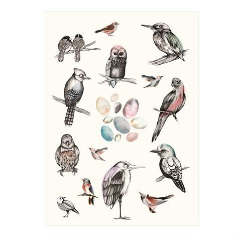 Mini Empire Birds Juliste 50 x 70 cm.