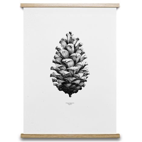 Paper Collective 1:1 Pine Cone Juliste Valkoinen 50x70 cm