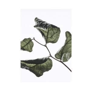 Paper Collective Juliste Floating Leaves 03 A3