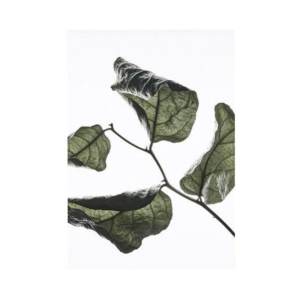 Paper Collective Juliste Floating Leaves 03 A4