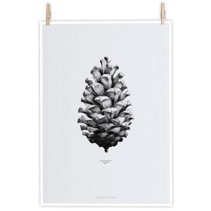 Paper Collective Nature 1:1 Pine Cone Juliste Harmaa
