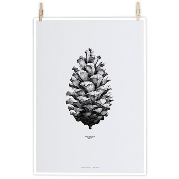 Paper Collective Nature 1:1 Pine Cone Juliste Harmaa