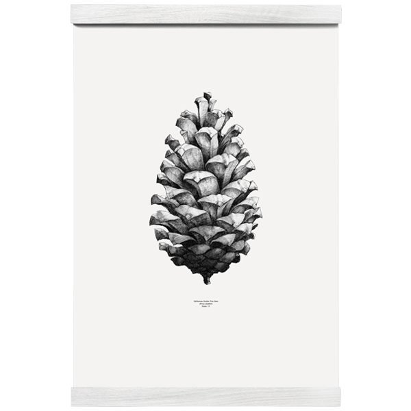 Paper Collective Nature 1:1 Pine Cone Juliste Valkoinen