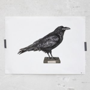 Rebel Walls Curious Raven Juliste 70x50 Cm