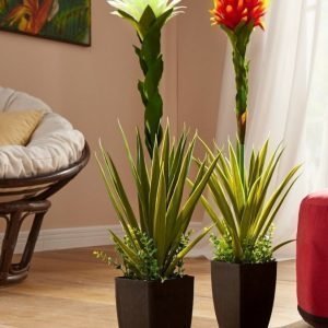 Tewa Koristebromelia Valkoinen