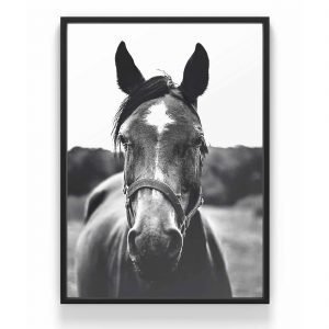 The Nordic Poster Horse Face Juliste Harmaa 50x70 Cm