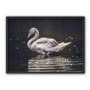 The Nordic Poster Swan Juliste Vaaleanbeige 30x40 Cm