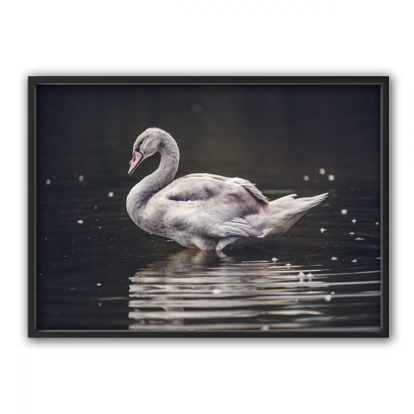 The Nordic Poster Swan Juliste Vaaleanbeige 30x40 Cm