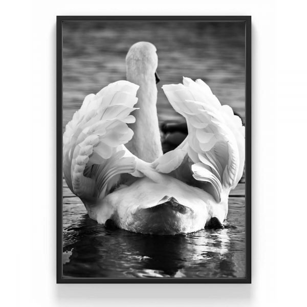 The Nordic Poster Swan Wings Juliste Harmaa 30x40 Cm