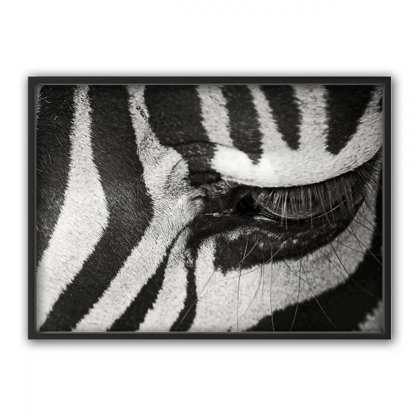 The Nordic Poster Zebra Eye Juliste Musta 30x40 Cm